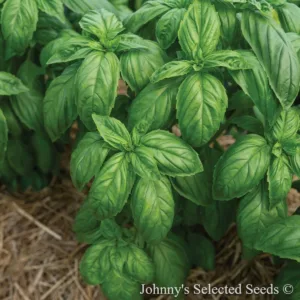 Basil 'Mia Prospera Active' 3in