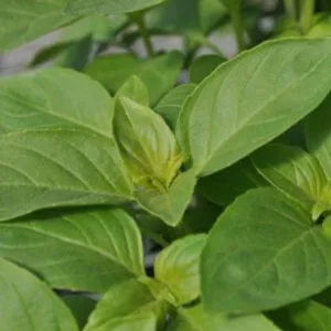 Basil 'Mrs. Burns Lemon' 3in