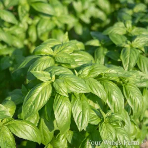 Basil 'Prospera Compact' 3in