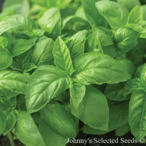 Basil 'Prospera Italian Large Leaf' 3in