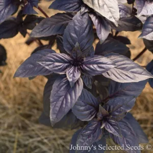 Basil 'Prospera Red' 3in