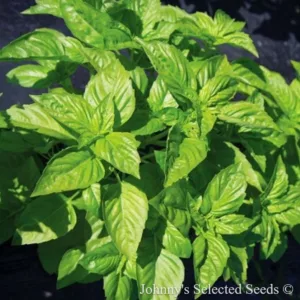 Basil 'Rutgers Passion' 3in
