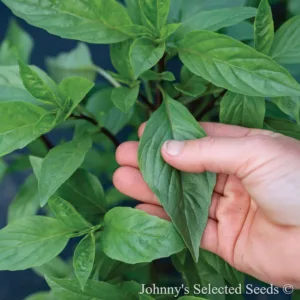 Basil 'Thai Thai Prospera Active' 3in