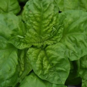 Basil 'Valentino' 3in