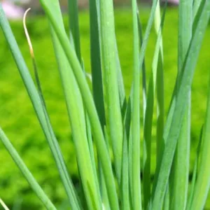 Bunching Onion, White 3in