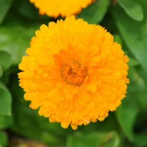 Calendula 'Bon Bon Mix' 3in