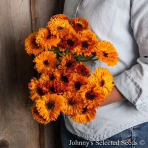 Calendula 'Orange Button' 3in
