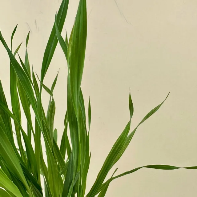 Cat Grass, Variegated 3in - Image 2
