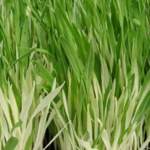 Cat Grass, Variegated 3in