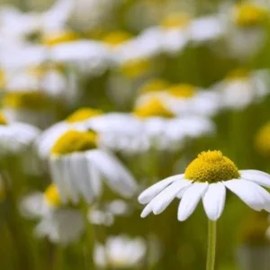 Chamomile, German 3in