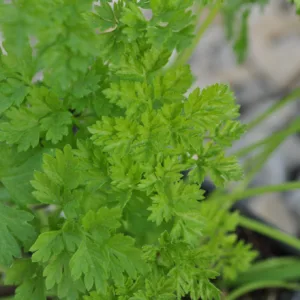 Chervil, Curled 3in