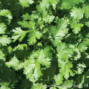 Cilantro 'Calypso' 3in
