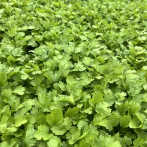 Cilantro 'Slow Bolting' 3in