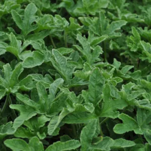 Scented Geranium 'Rober's Lemon Rose' QT