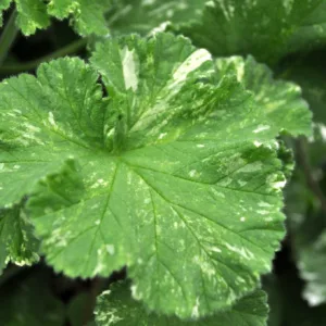 Scented Geranium 'Snowflake'