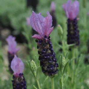 Lavender 'Blueberry Ruffles' 3in