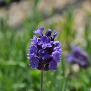 Lavender 'Hidcote'