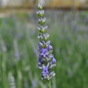 Lavender 'Provence' 3in
