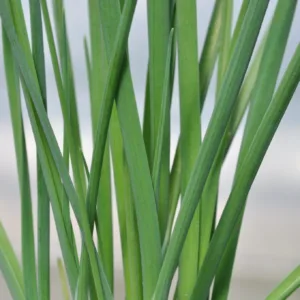 Leeks 3in