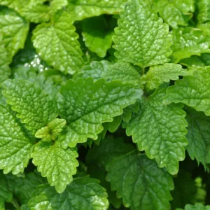 Lemon Balm 3in