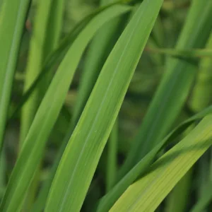 Lemon Grass