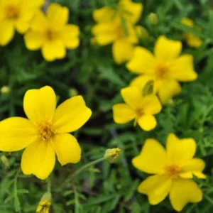 Marigold 'Lemon Gem' 3in