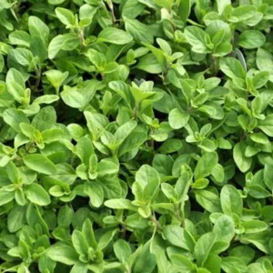 Marjoram, Sweet 3in