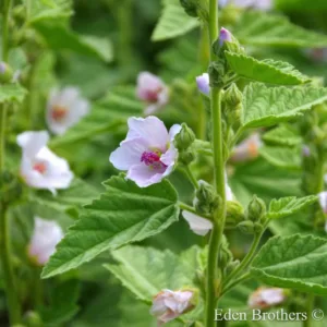 Marshmallow Plant 3in