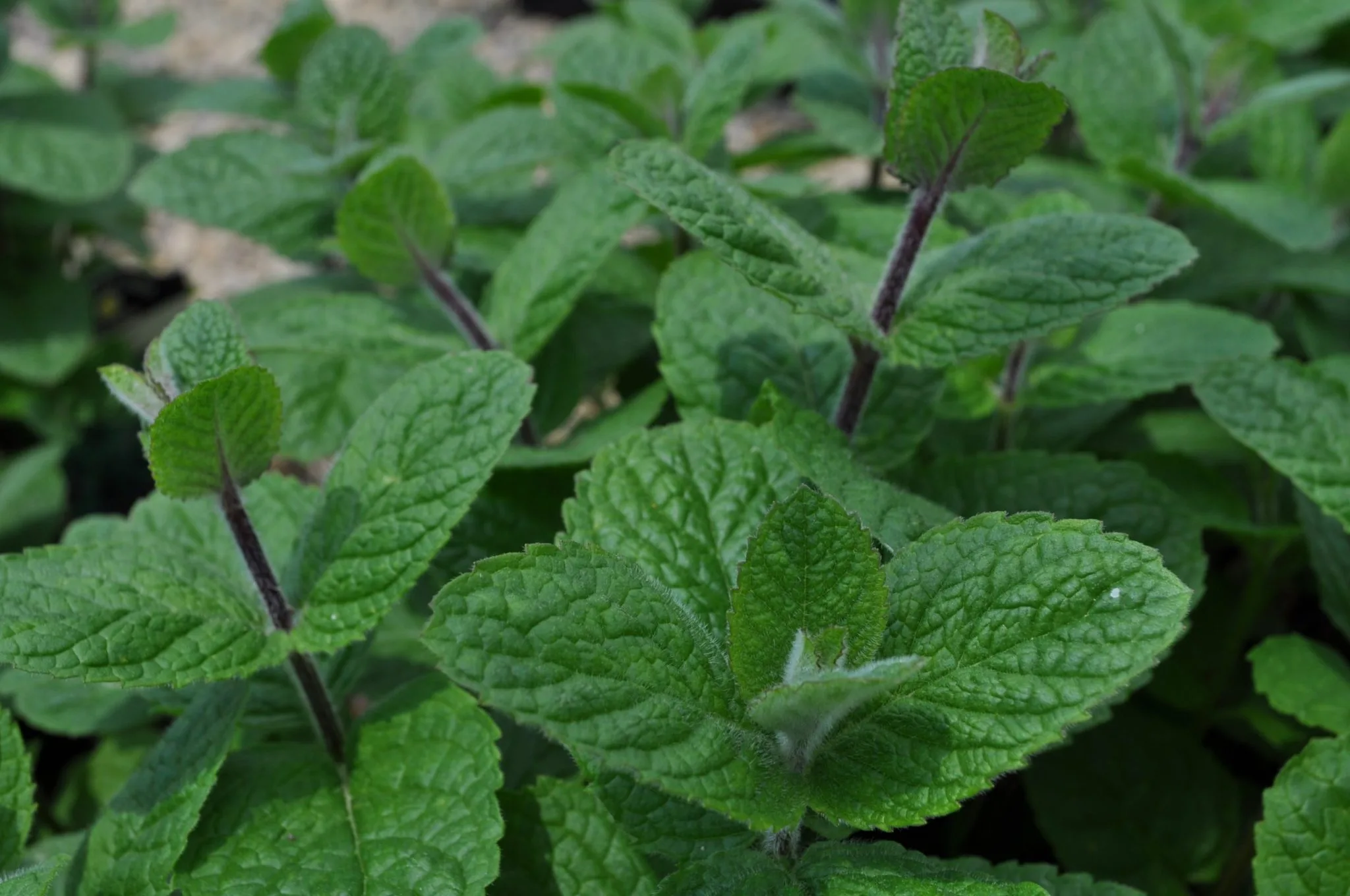 Mint, Apple 3in - Image 2