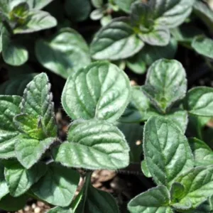 Mint 'Berries and Cream' 3in