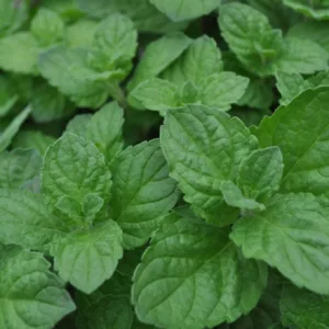 Mint, Grapefruit 3in