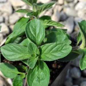 Mint 'Hilary's Sweet Lemon' 3in