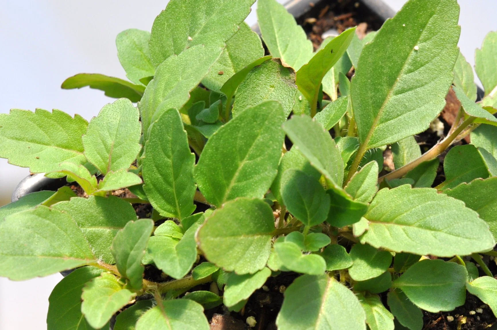 Mint 'Hilary's Sweet Lemon' 3in - Image 2