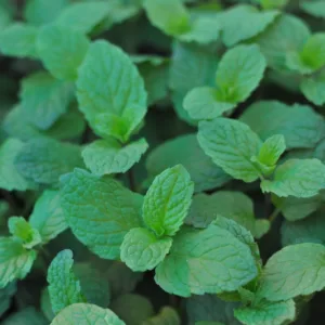 Mint 'Mojito'
