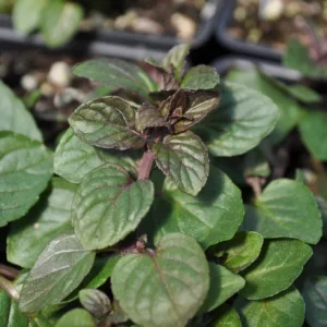 Mint, Peppermint 'Robert Mitchum' 3in