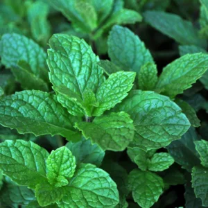 Mint, Spearmint 'Kentucky Colonel'