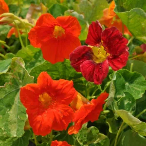 Nasturtium 'Alaska Mix' 3in