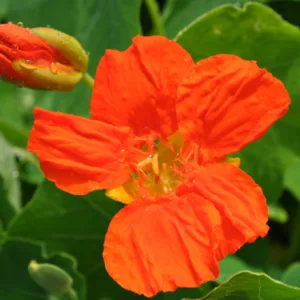 Nasturtium 'Whirlybird Mix' 3in