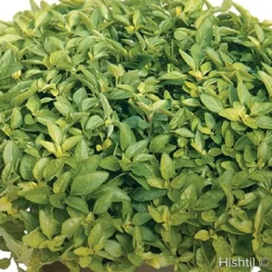 Oregano 'Aureum Gold' 3in