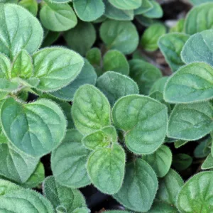 Oregano, Greek 3in