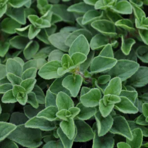 Oregano 'Hot and Spicy' 3in