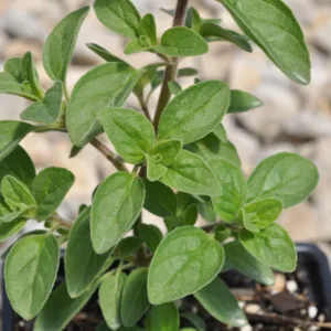 Oregano, Italian 3in