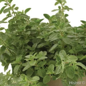 Oregano 'Supreme' 3in