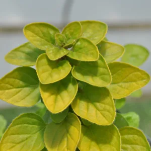 Oregano  'Thumble's Variety' 3in