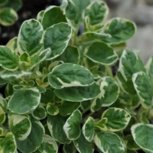 Oregano, Variegated 3in
