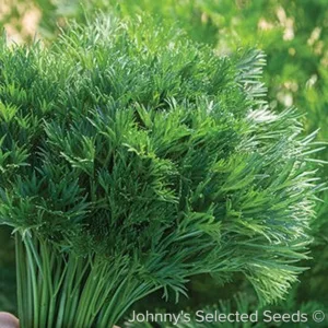 Parsley 'Menuette' 3in