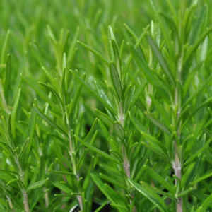 Rosemary 'Barbecue'