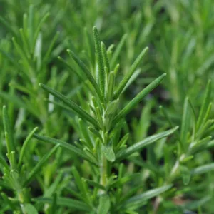 Rosemary, Common