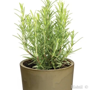 Rosemary 'Speedy' 3in