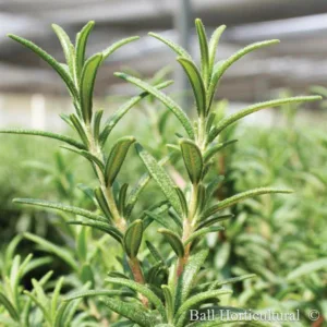 Rosemary 'Spice Island'